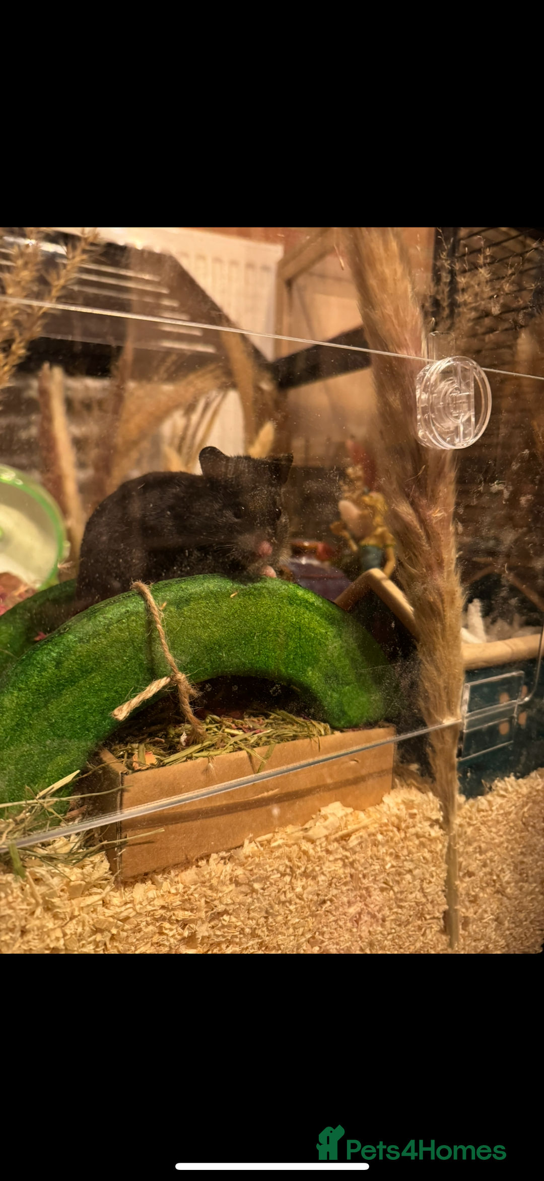 Hamster rodents for sale: Female Syrian Hamster  - Image 4