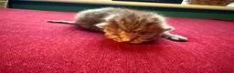 Norwegian Forest Cat cats for sale: 4 super loving fluffy kitties  - Advert 6