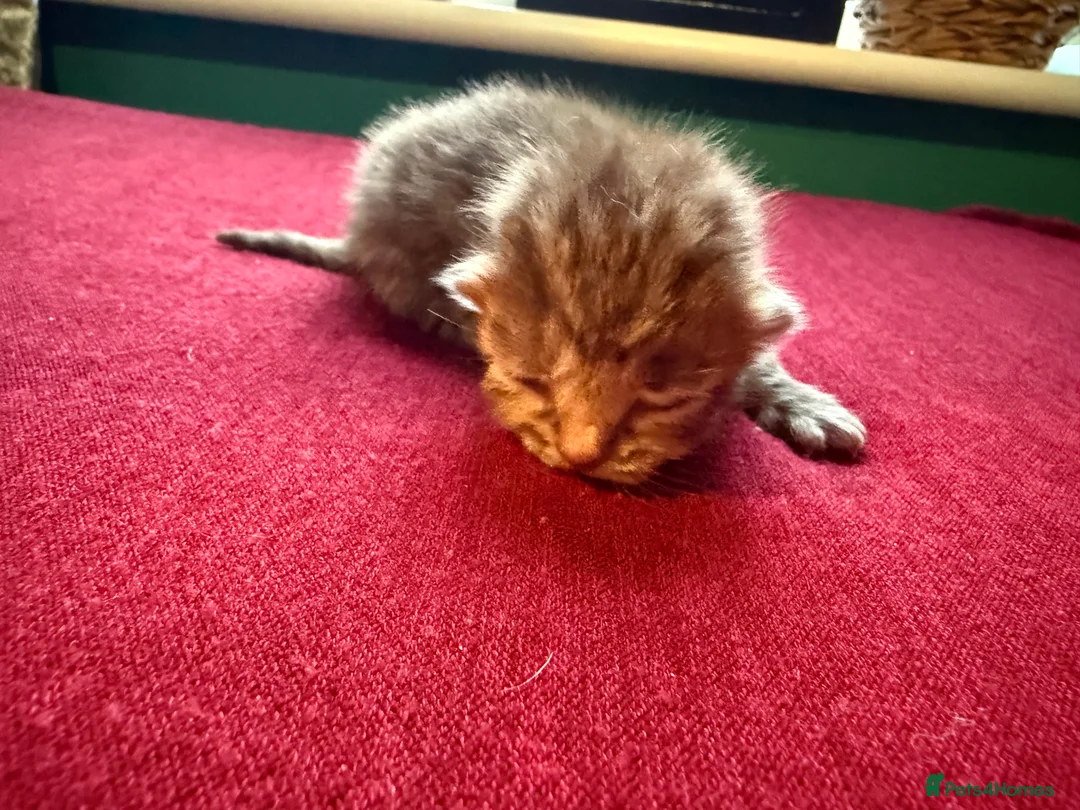 Norwegian Forest Cat cats for sale: 4 super loving fluffy kitties  - Advert 6