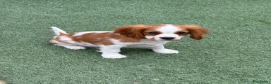 Cavalier King Charles Spaniel 2