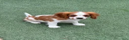 Cavalier King Charles Spaniel dogs for sale: Boy still available - health tested parents  - Advert 5