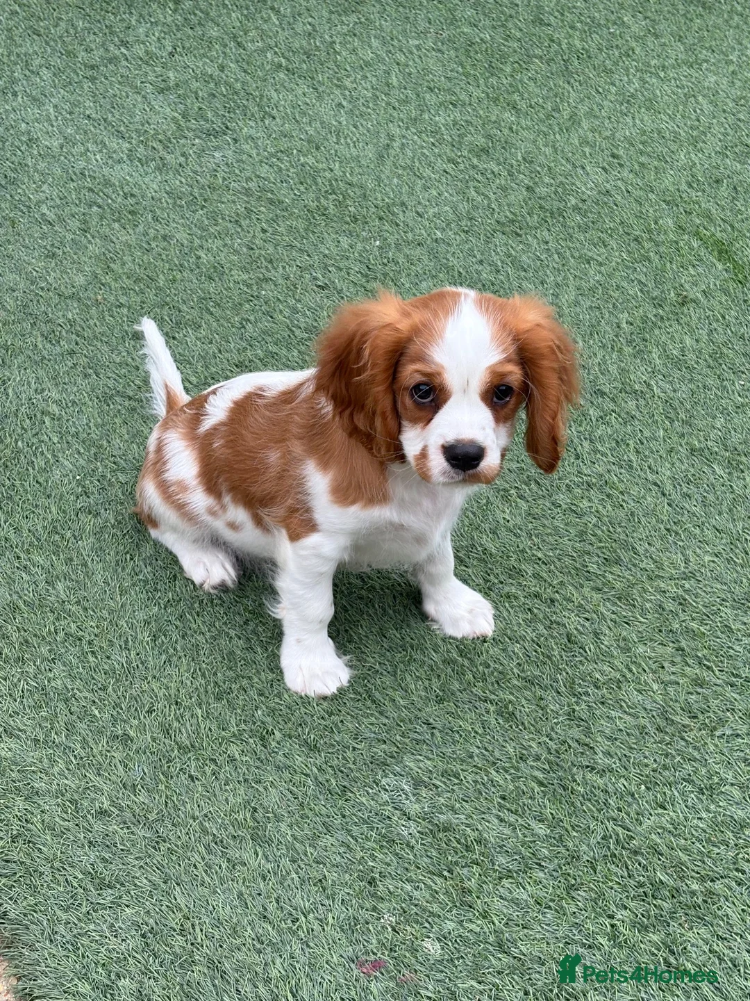 Cavalier King Charles Spaniel dogs for sale: Boy still available - health tested parents  - Advert 5
