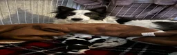 Border Collie dogs for sale: Border Collies - mixture of colours - Advert 5