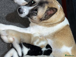 Akita dogs for sale - Advert 1