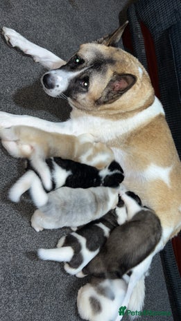 Akita dogs - Advert 1