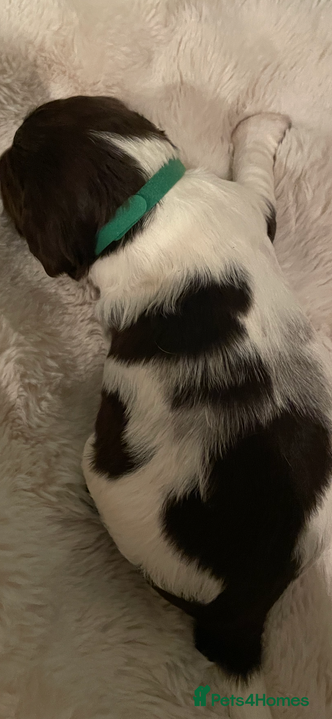 English Springer Spaniel dogs for sale: Exceptional English Springer Spaniels. - Image 8