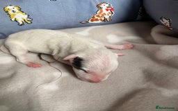 English Bull Terrier dogs for sale: English bull terrier puppy’s  - Image 20
