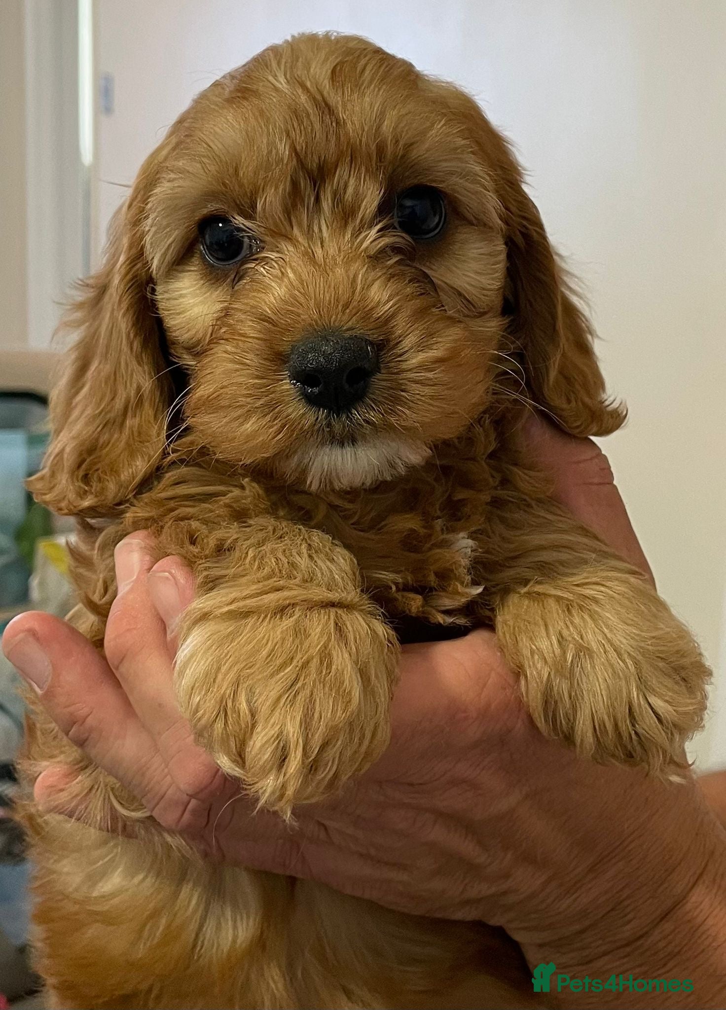 Cavapoo dogs 🐶🐾Adorable F1 miniature cavapoos🐾🐶 - Advert 8