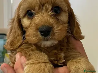 Cavapoo dogs 🐶🐾Adorable F1 miniature cavapoos🐾🐶 - Advert 8