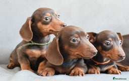 Miniature Dachshund dogs for sale: Miniature Dachshund Boys **READY NOW** - Image 3