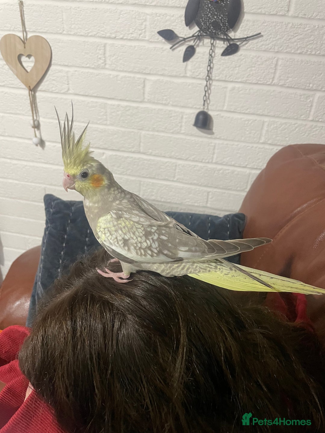 Cockatiels birds for sale: Baby pearl cockatiel hand tame and friendly  - Advert 3