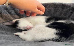 Mixed Breed cats for sale: Two beautiful boys - Image 3