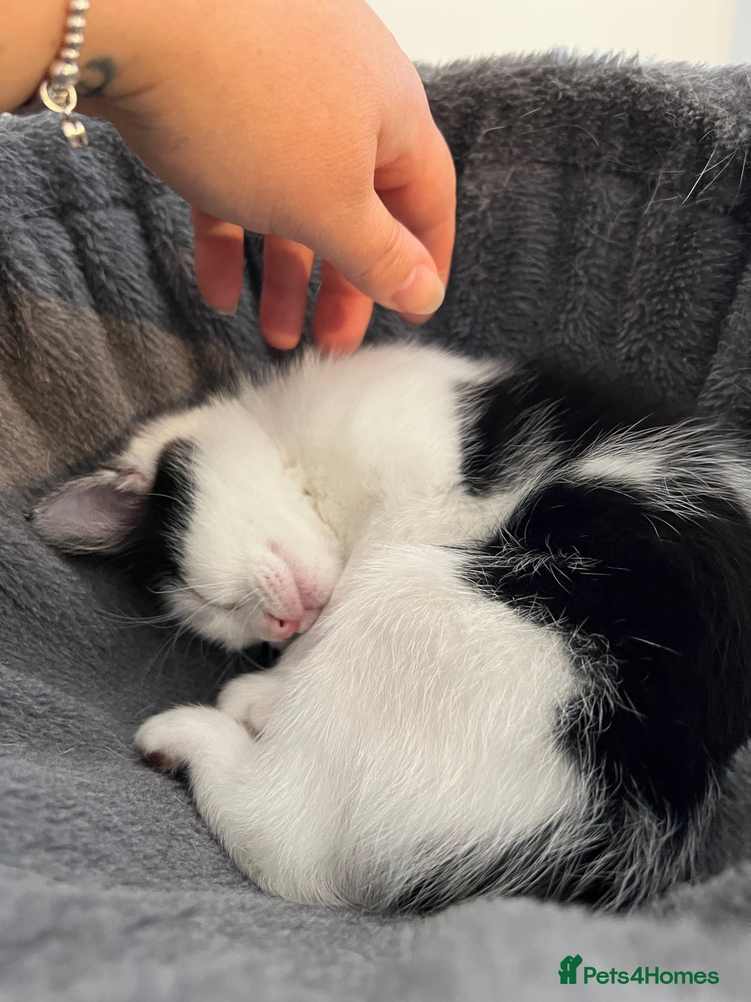 Mixed Breed cats for sale: Two beautiful boys - Image 3