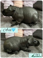 Guinea Pig rodents - Advert 7