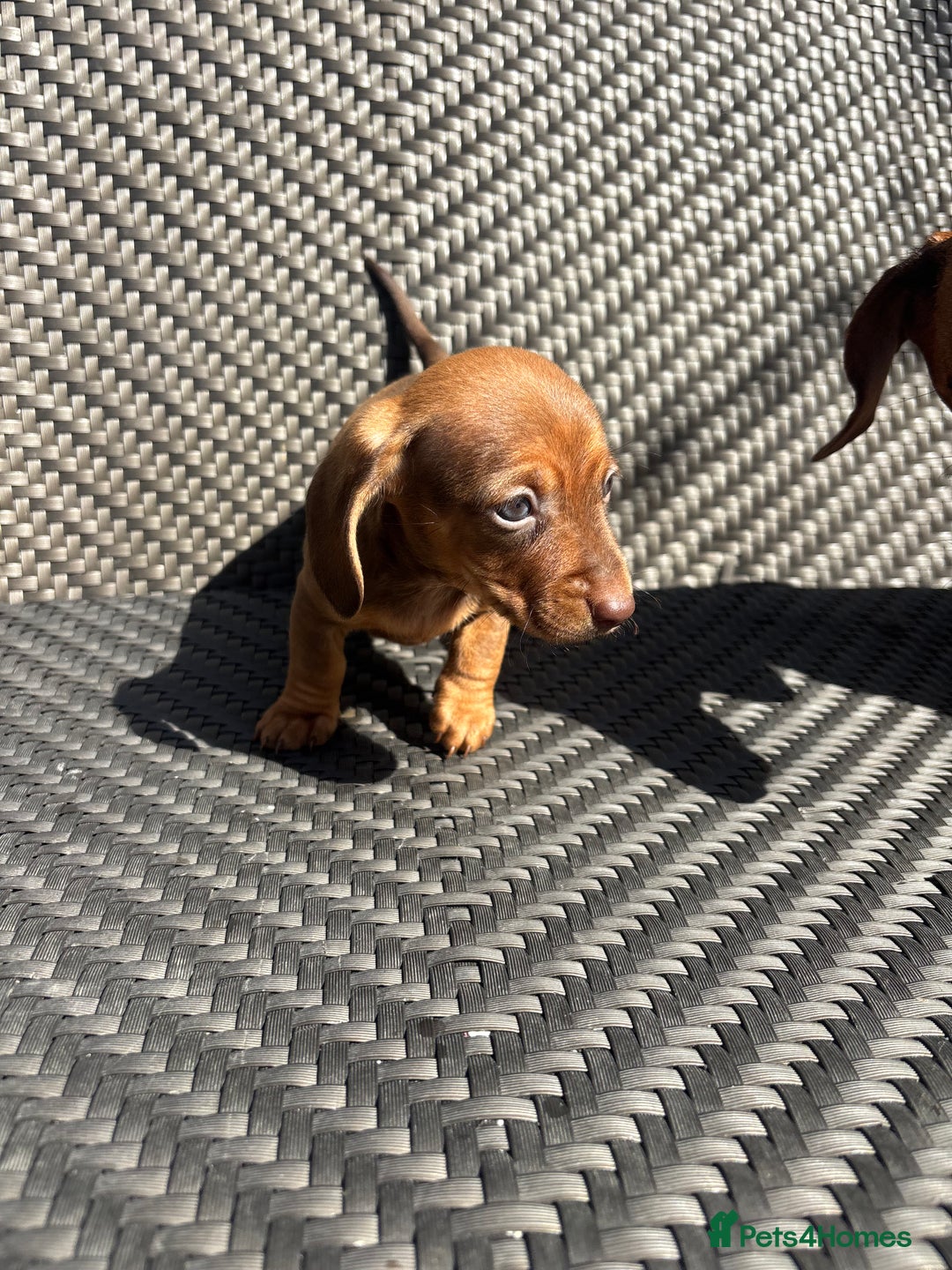 Dachshund dogs for sale: Dachshund Puppies  - Image 13