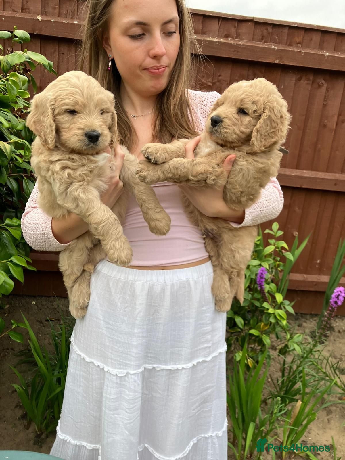 Goldendoodle dogs Golden doodles F1 - Advert 1