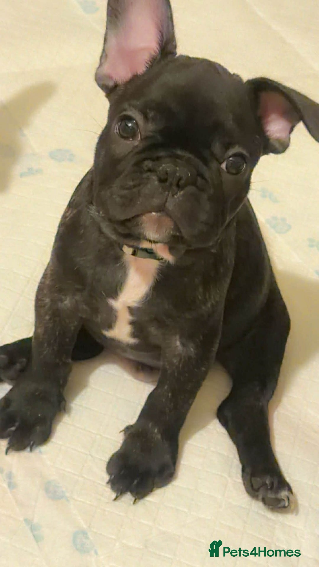 French Bulldog dogs for sale: French puppies  - Advert 36