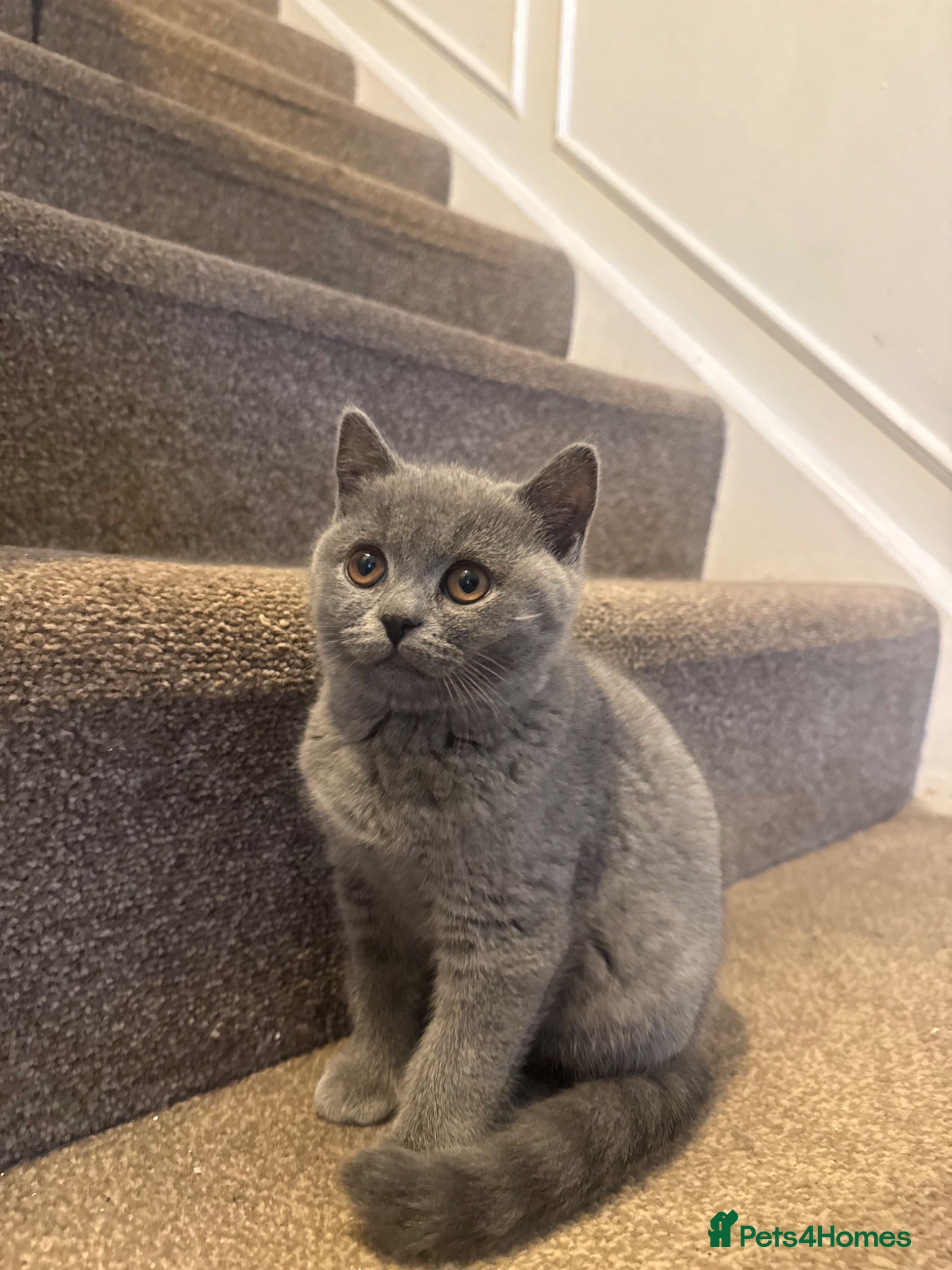 British Shorthair cats **£650**stunning  British shorthair kitten - Advert 13