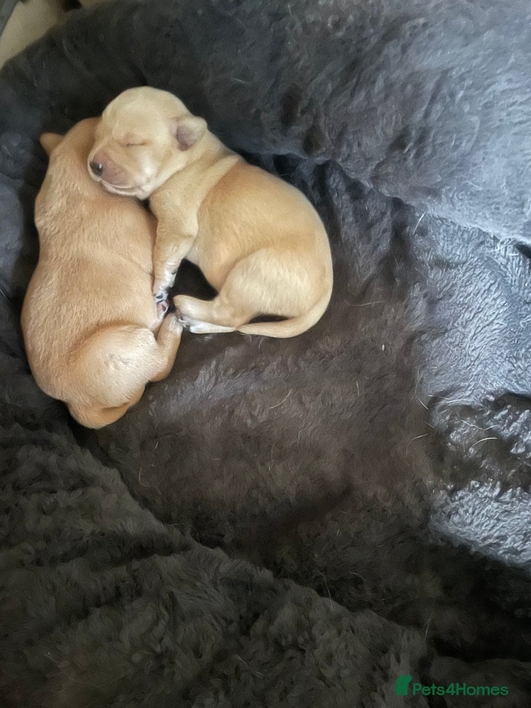 Labrador Retriever dogs for sale: Adorable Golden and Fox Red Puppies - Image 17