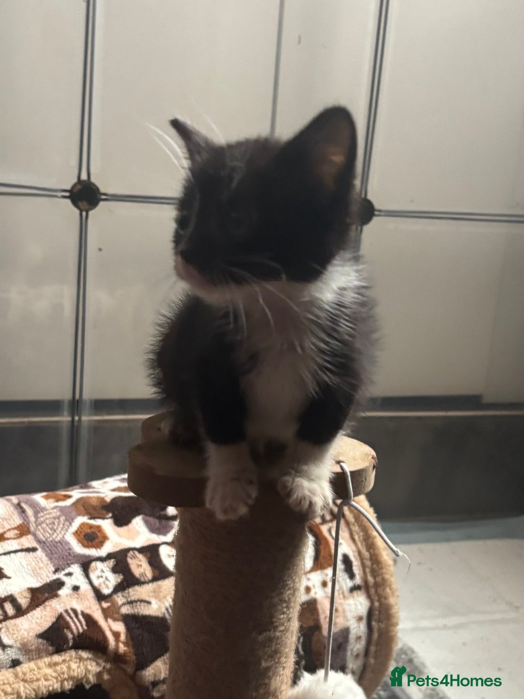 Mixed Breed cats for sale: MaineCoon x X British blue/Scottish fold  - Image 13