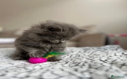 British Longhair cats for sale: British Longhair Girl - Image 6
