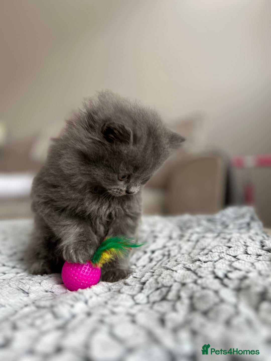 British Longhair cats for sale: British Longhair Girl - Image 6