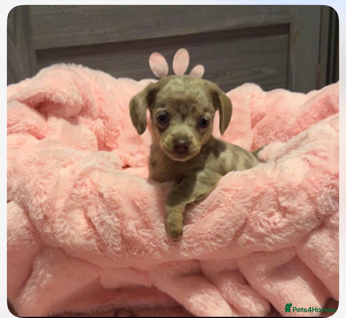 Chiweenie dogs Chiweenie pup. Chihuahua cross dachshund  - Advert 1