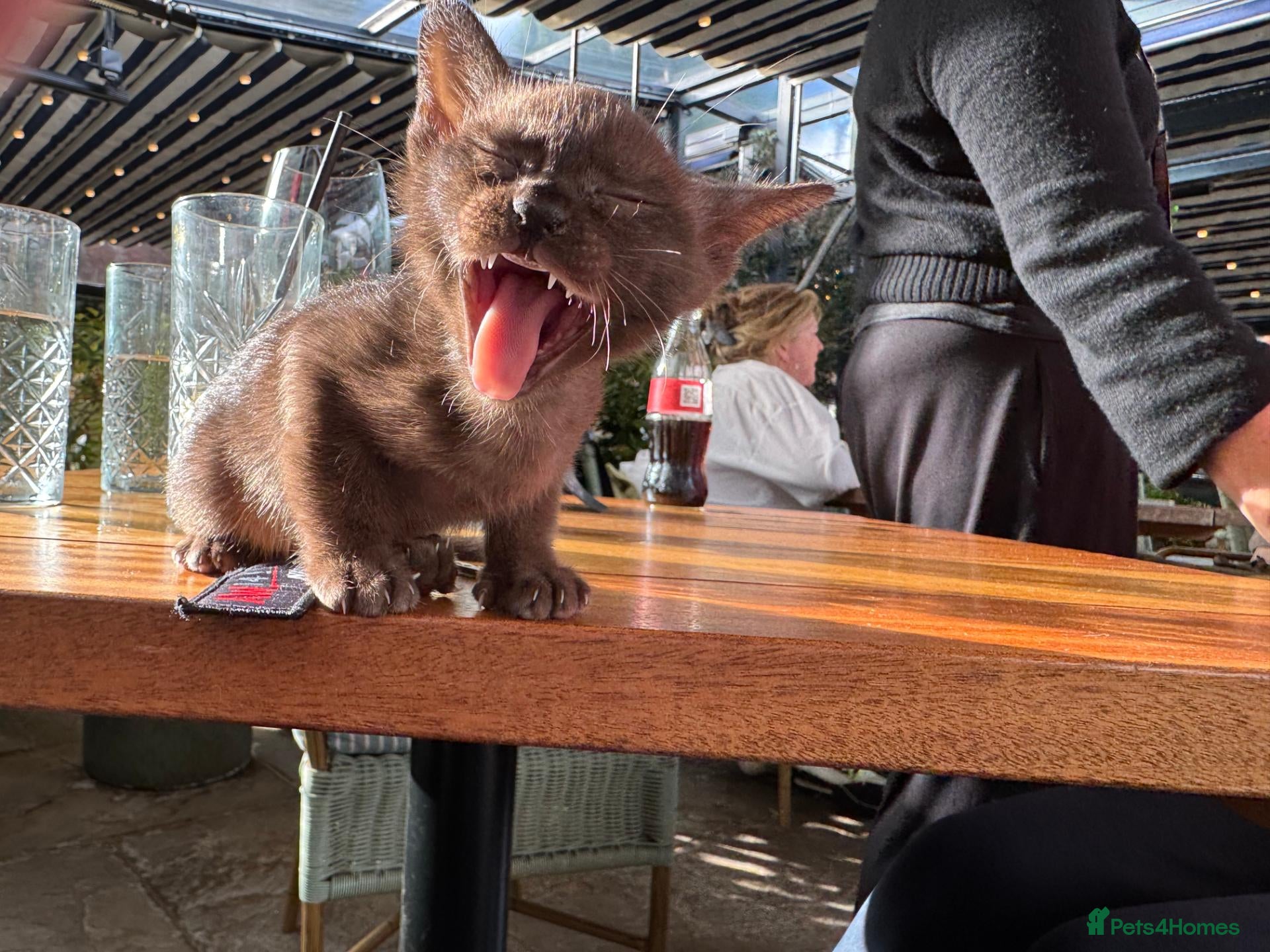 Burmese cats Well socialised GCCF-reg'd pedigree Burmese kits - Advert 1