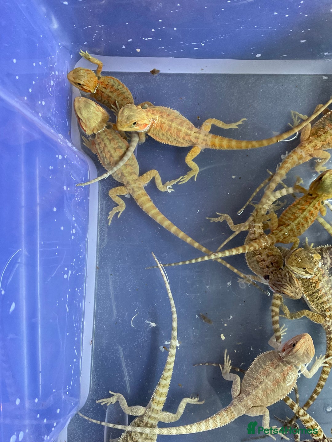 Bearded Dragon reptiles for sale: 3 Baby Bearded Dragons - Advert 5
