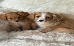 Cavapoo dogs for sale: Beautiful cavapoos - Image 14