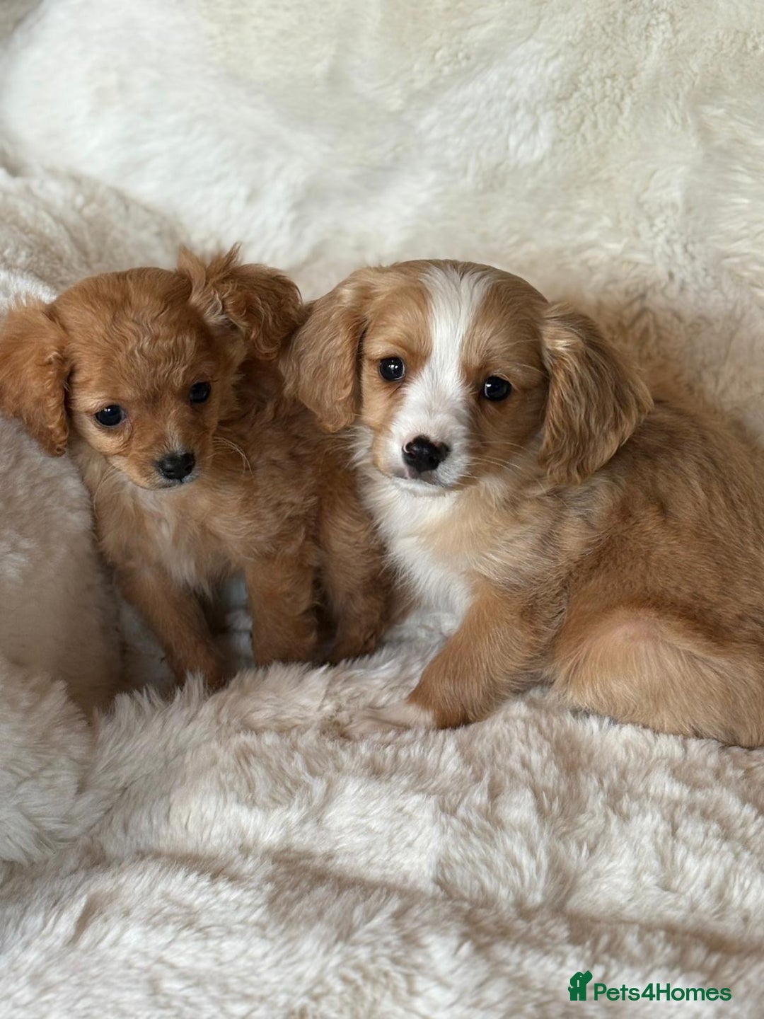 Cavapoo dogs for sale: Beautiful cavapoos - Image 14