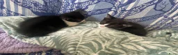 Mixed Breed cats for sale: Domino & Oreo  in Barnsley - Advert 1