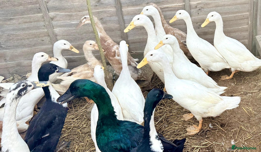 Ducks poultry for sale: Cherry Valley Ducks - READY NOW - Image 5