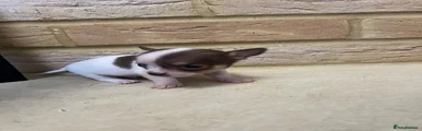 Chihuahua 6