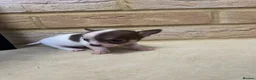 Chihuahua dogs for sale: 🐾GORGEOUS CHIHUAHUA PUPPIES READY TO RESERVE NOW - Advert 5