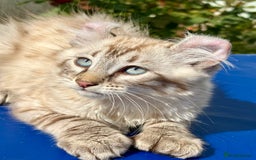 Keetso cats for sale: Stunning polydactyl longhaired snow leopard Keetso - Image 7