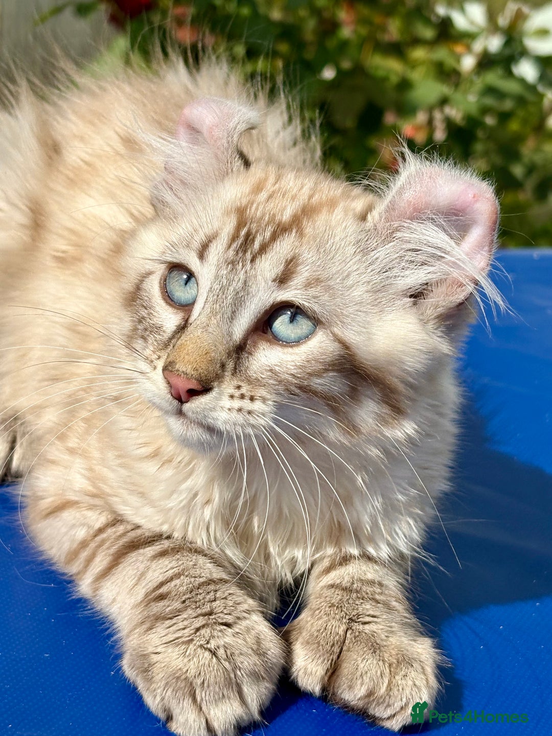 Keetso cats for sale: Stunning polydactyl longhaired snow leopard Keetso - Image 7
