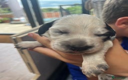Cocker Spaniel dogs for sale: Beautiful Working Cocker Spaniel Puppies for Sale - Image 24