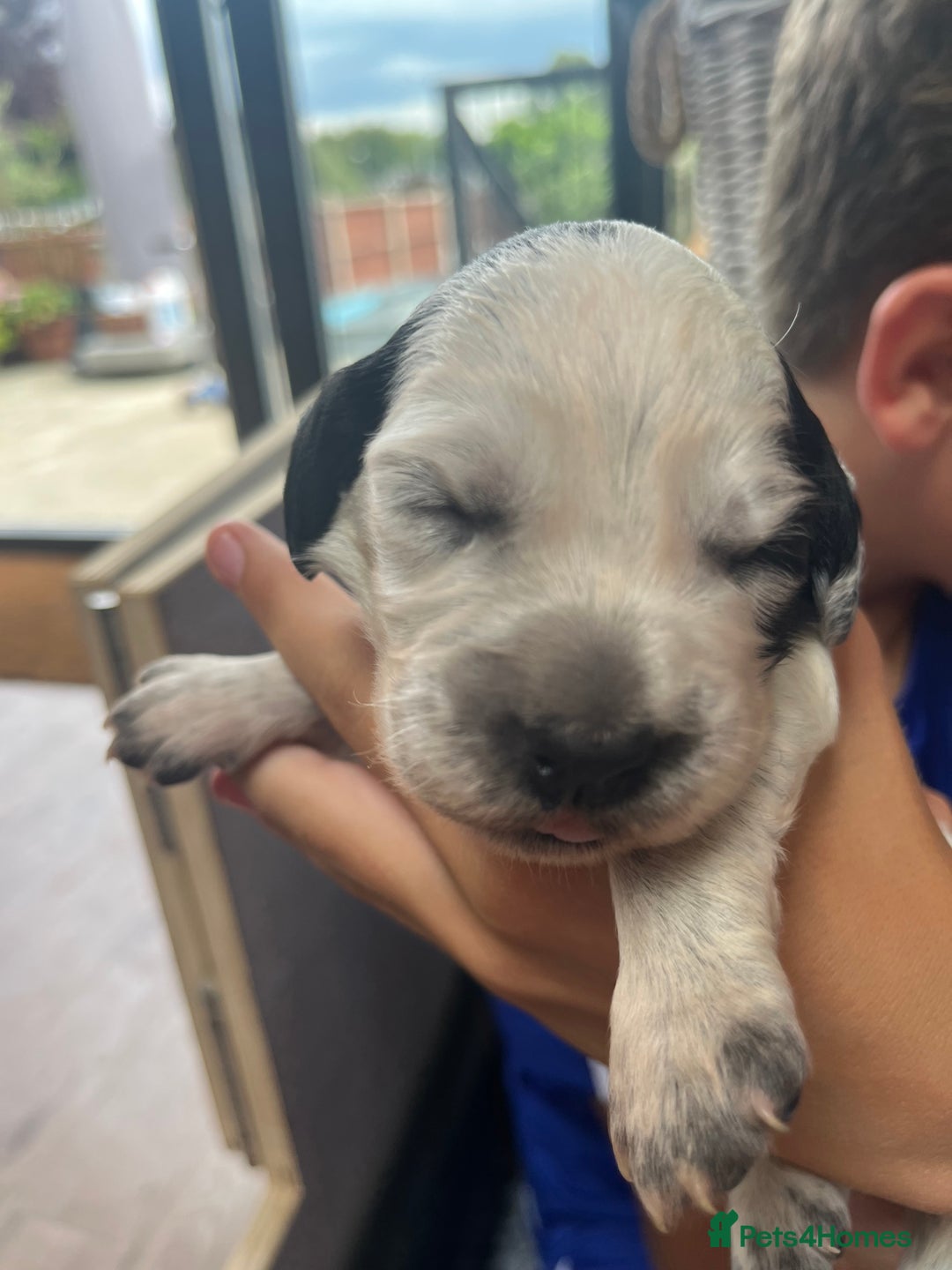 Cocker Spaniel dogs for sale: Beautiful Working Cocker Spaniel Puppies for Sale - Image 24