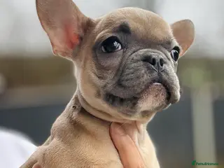 French Bulldog dogs ‼️LAST GIRL ‼️FRENCH BULLDOG 🐶 - Advert 1