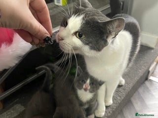 Mixed Breed cats 4 grey kittens - Advert 1