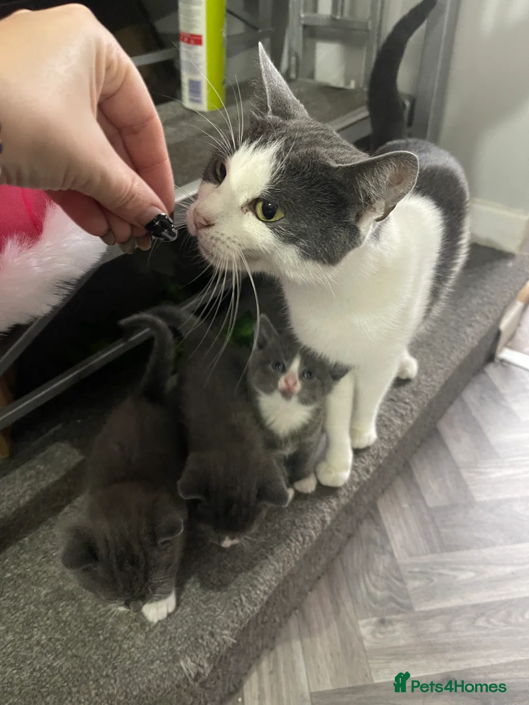 Mixed Breed cats for sale: All reserved  - Advert 1