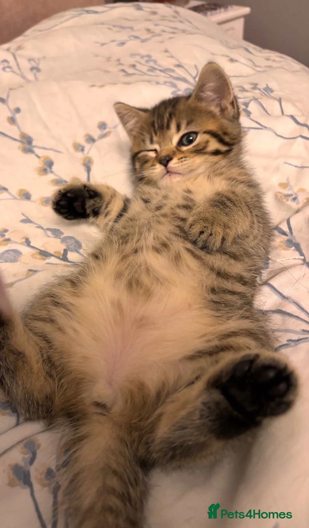 British Shorthair cats for sale: Stunning British Shorthair cross for Sale - Advert 16
