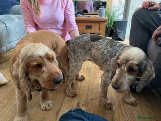 Cocker Spaniel dogs in Lincoln - Advert 40