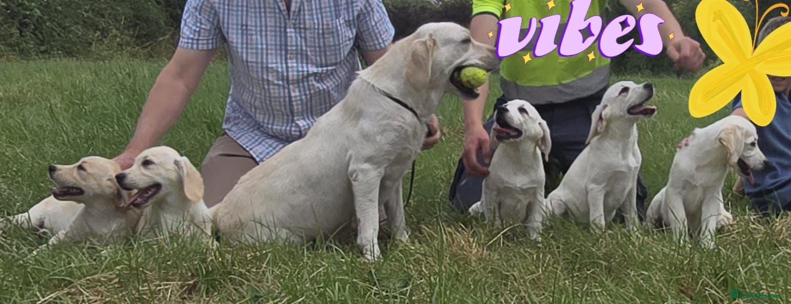 Labrador Retriever dogs Labrador puppies - Advert 1