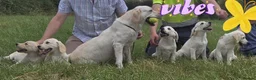 Labrador Retriever dogs for sale: Labrador puppies in Craigavon - Advert 1