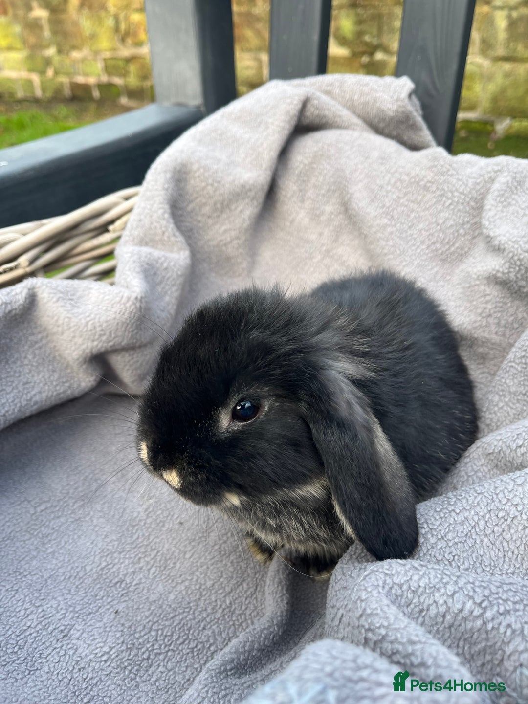 Mini Lop rabbits for sale:  Beautiful mini lops - Advert 5