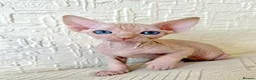 Sphynx cats for sale: Canadian Sphynx Kittens 4 Boys & 1 Girl  in Romford - Advert 19