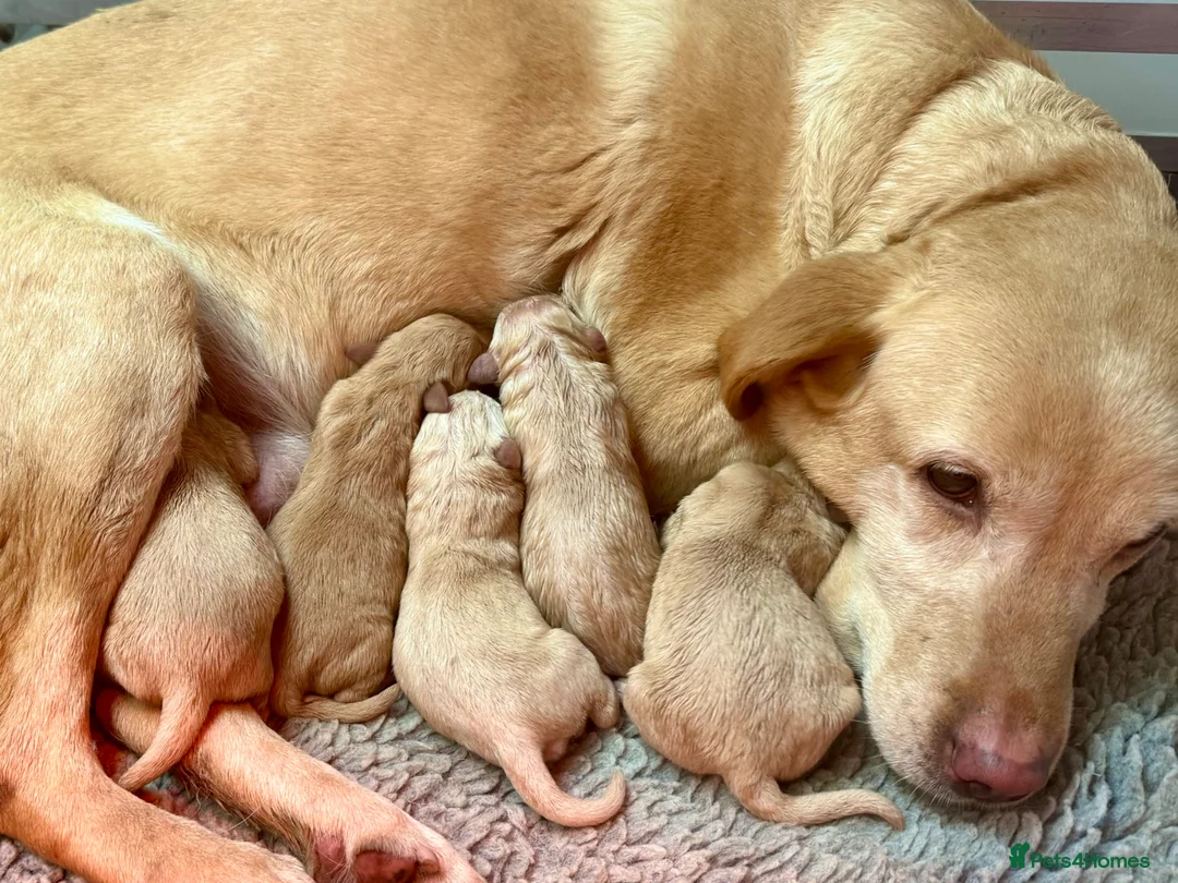 Labrador Retriever dogs for sale: Stunning Yellow Labrador Puppies - Advert 6