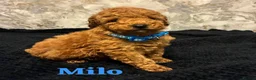 Miniature Poodle dogs for sale: Beautiful Miniature Poodle - Advert 12